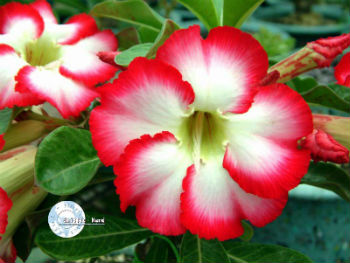 (image for) Adenium Obesum 'Big Chubbiness' 5 Seeds - Click Image to Close